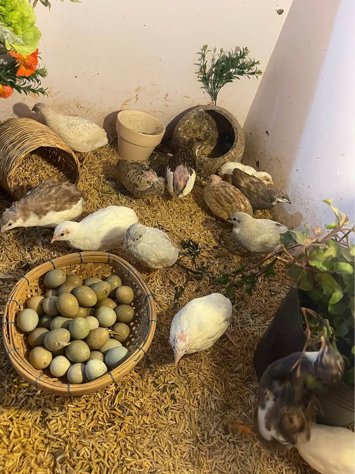 An toàn cho trẻ nhỏ