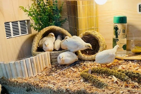 Gà Rutin - Giống Gà Mini Nuôi Cảnh Nhỏ Nhất Thế Giới - GaRutin.vn
